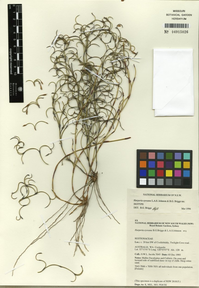 Desmocladus eyreanus photo 3