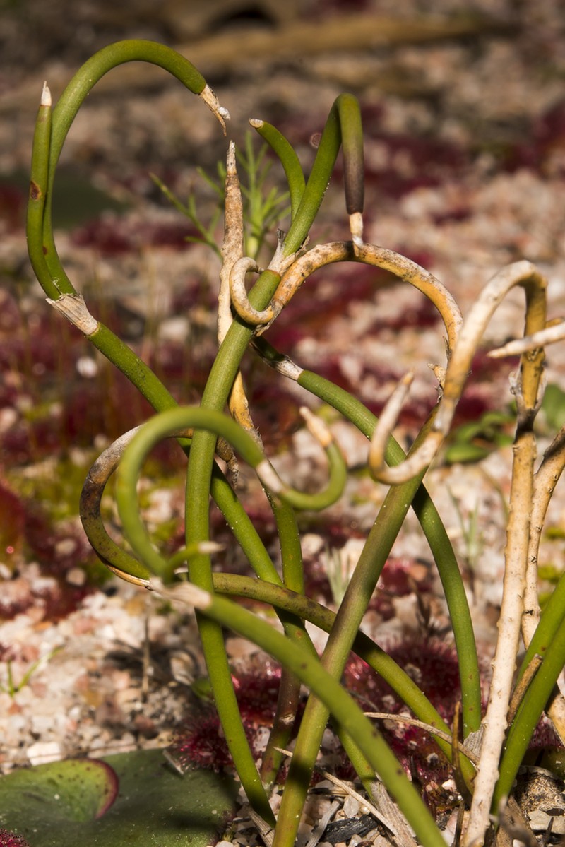 Desmocladus lateriflorus