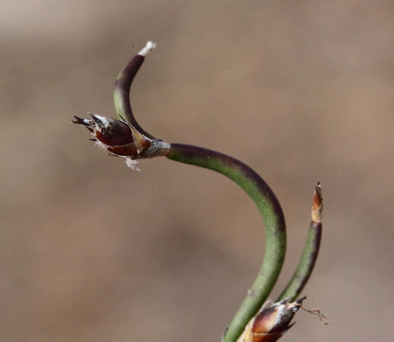 Desmocladus lateriflorus photo 2