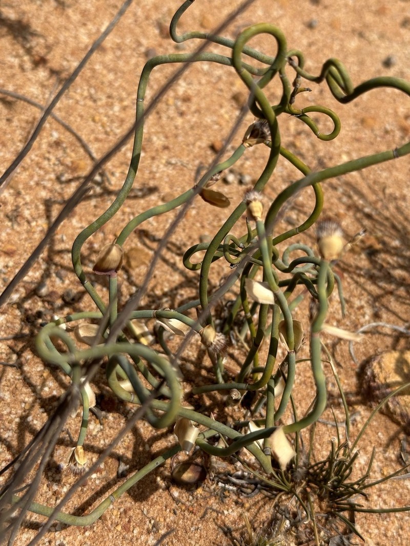 Desmocladus lateriflorus photo 3