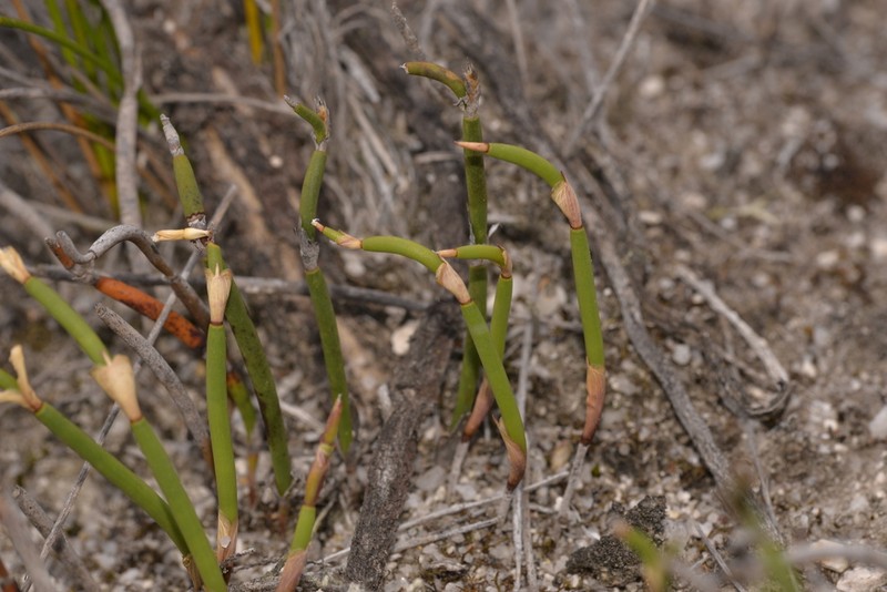 Desmocladus lateriflorus photo 4