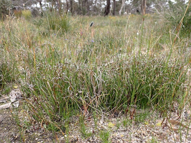 Desmocladus lateriflorus photo 5