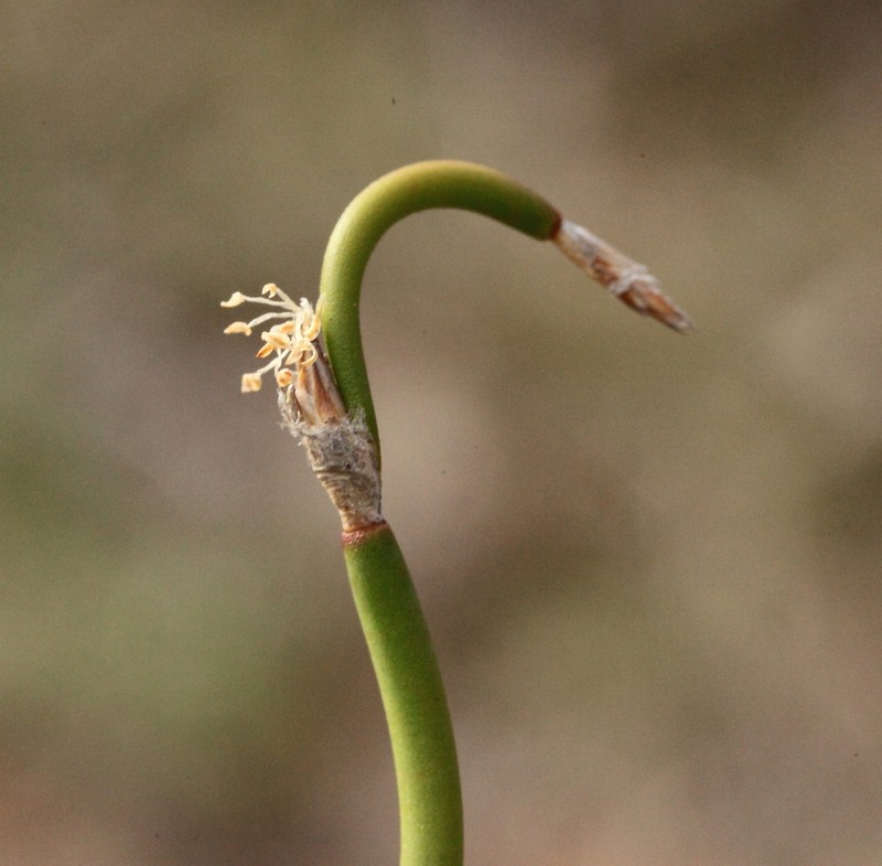 Desmocladus lateriflorus photo 6