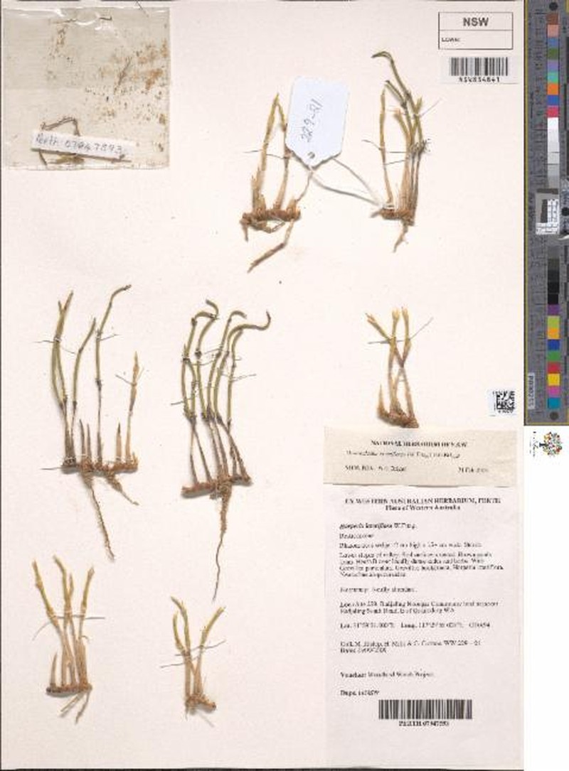 Desmocladus lateriflorus photo 8