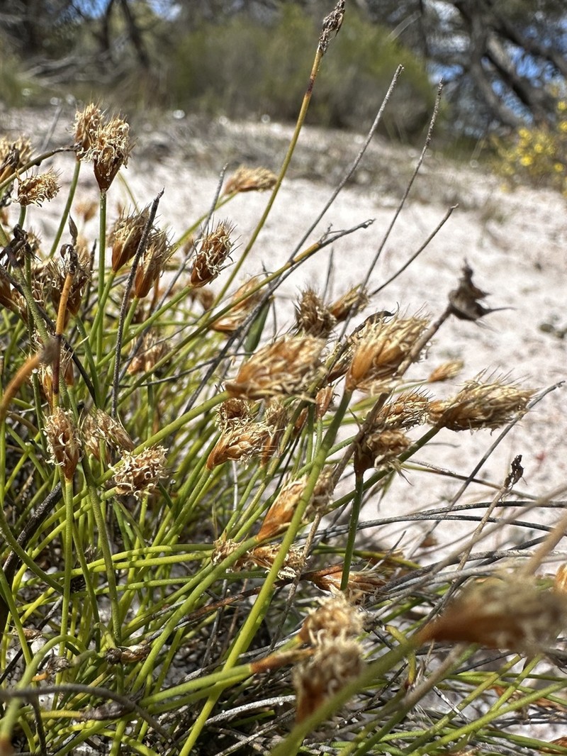 Desmocladus laxiflorus