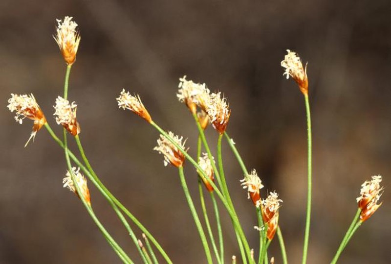 Desmocladus laxiflorus photo 2
