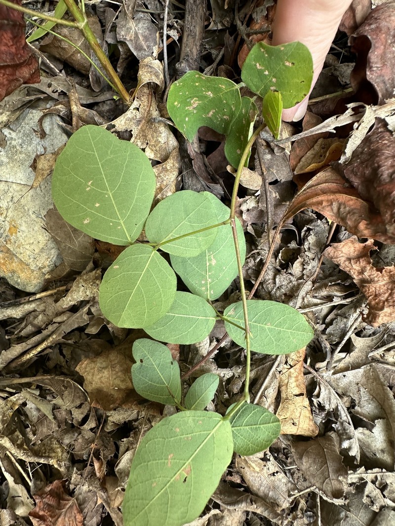 Eastern Trailing Ticktrefoil