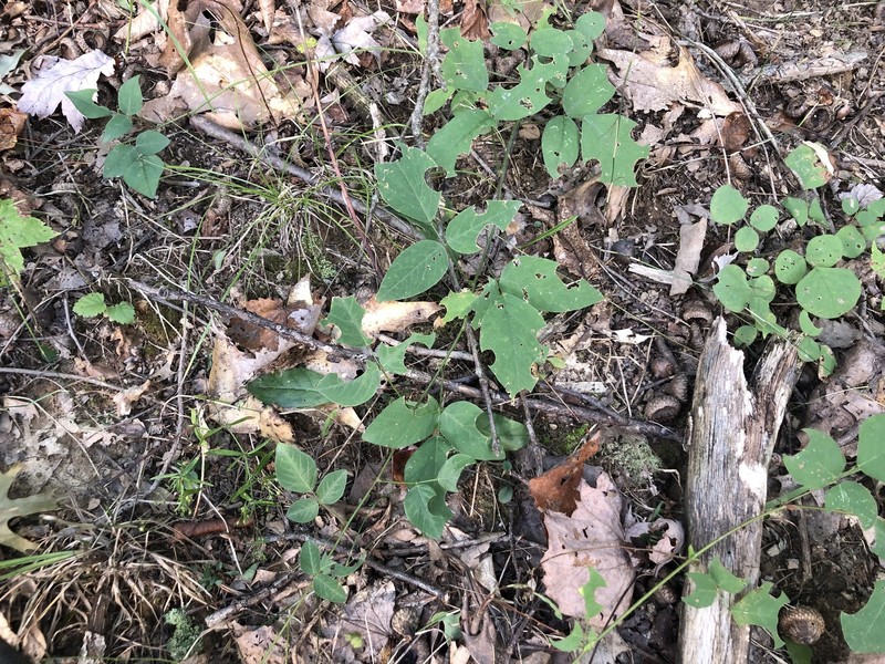 Eastern Trailing Ticktrefoil photo 2
