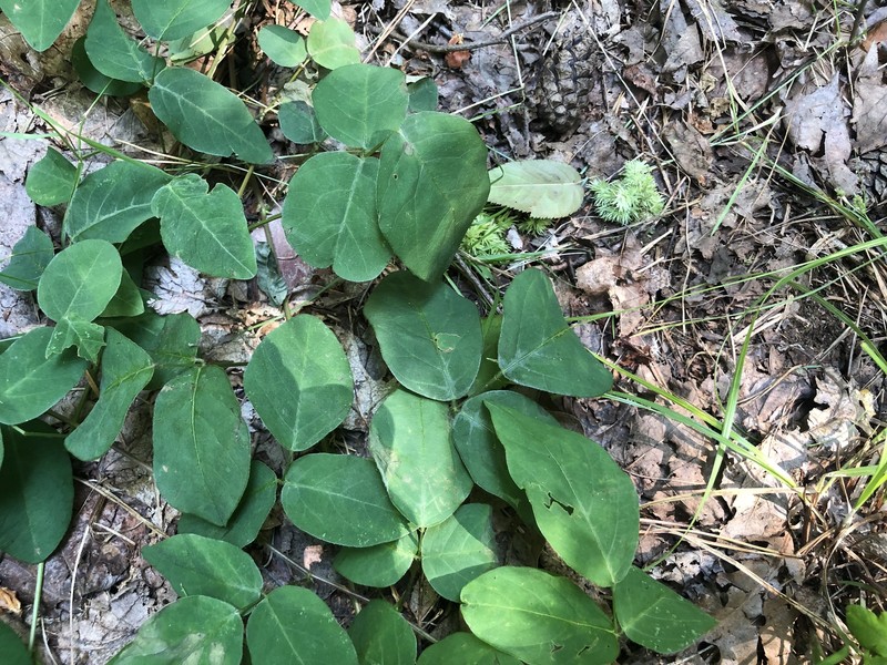 Eastern Trailing Ticktrefoil photo 3