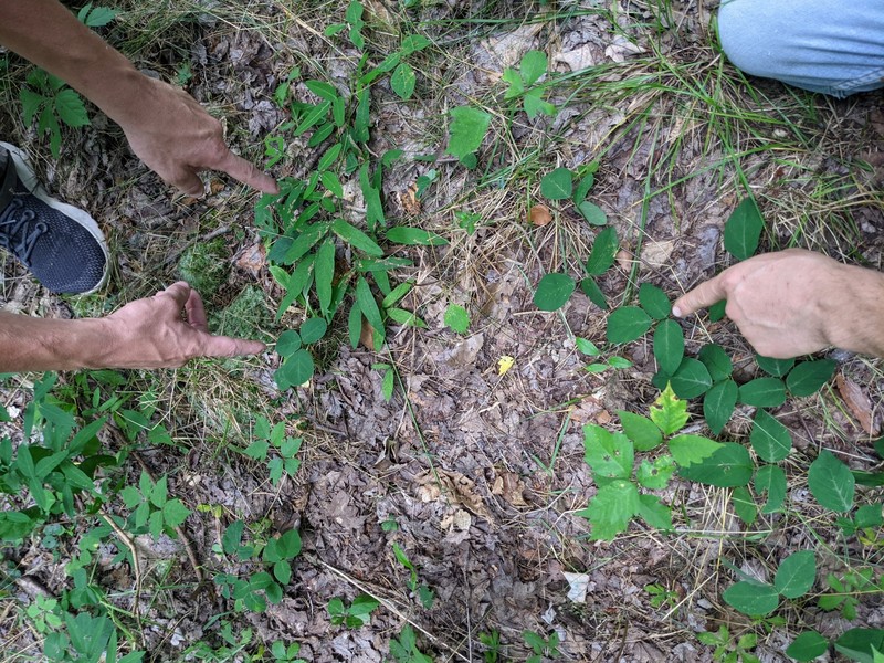 Eastern Trailing Ticktrefoil photo 4