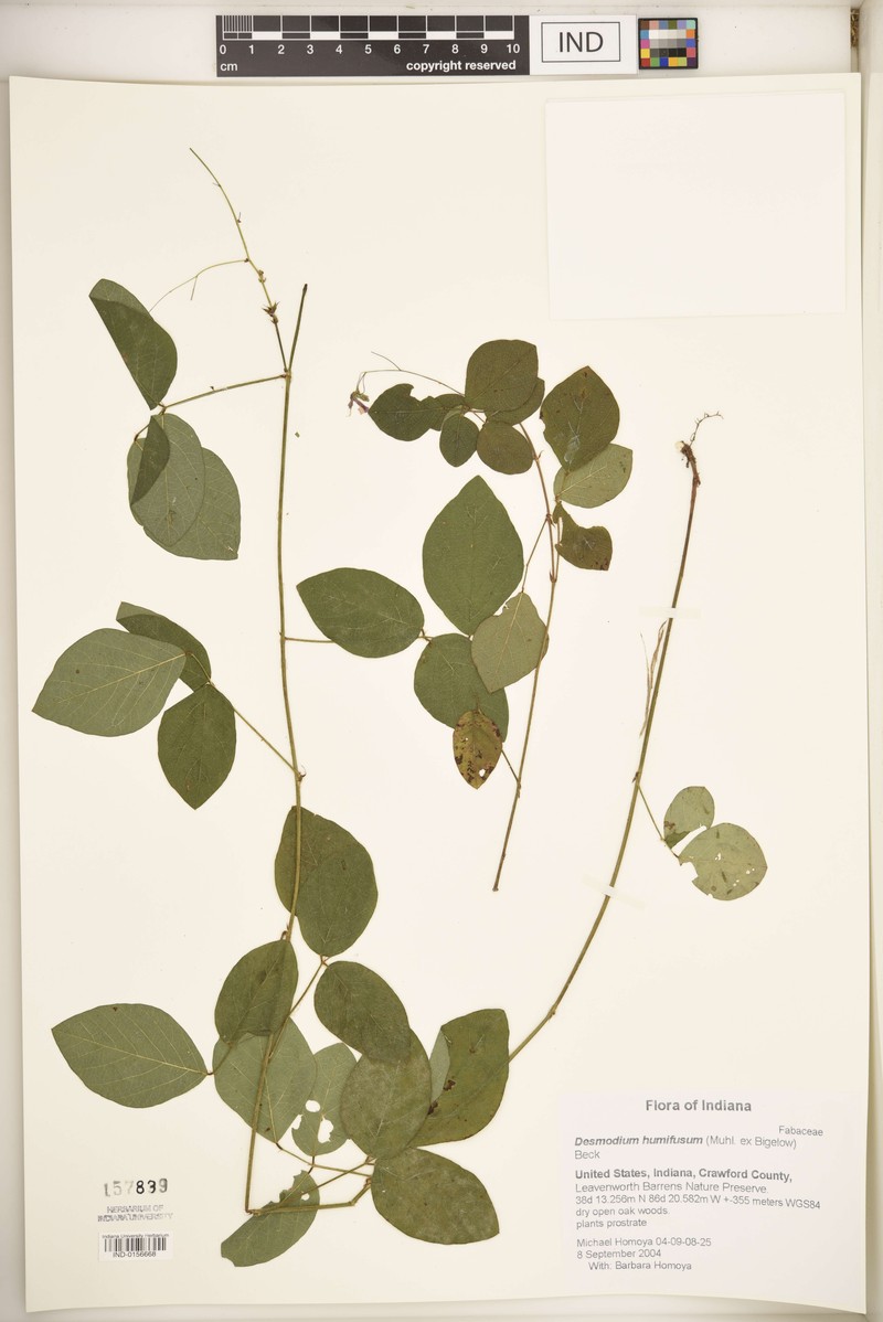 Eastern Trailing Ticktrefoil photo 5