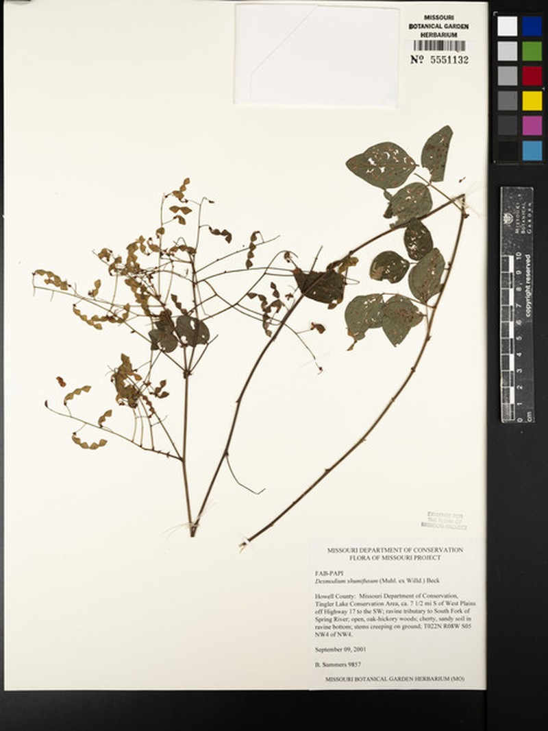 Eastern Trailing Ticktrefoil photo 7