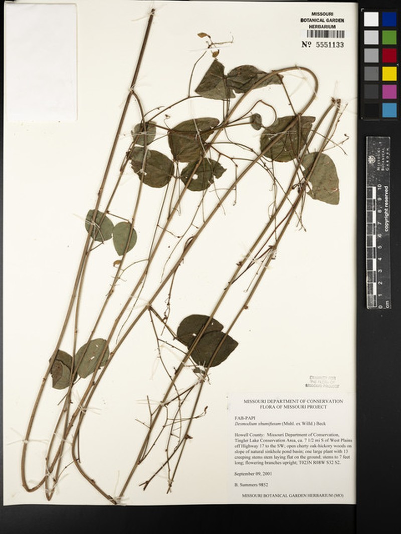 Eastern Trailing Ticktrefoil photo 8