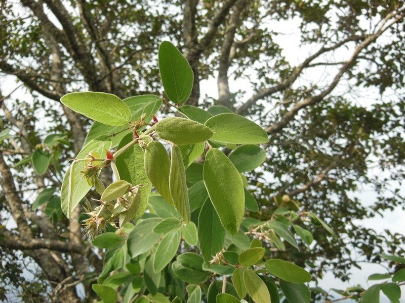 Desmodium amplistipulaceum
