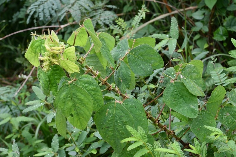 Desmodium amplistipulaceum photo 2