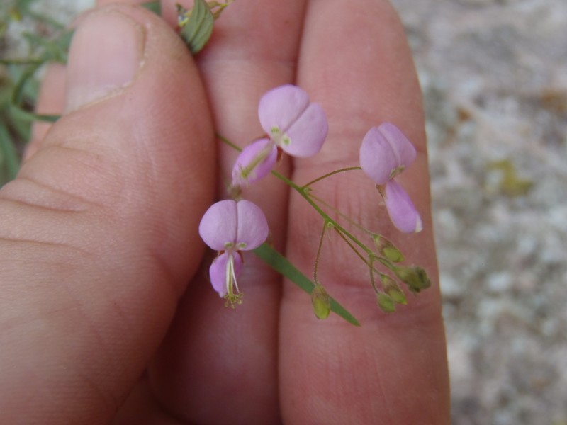 Desmodium angustifolium