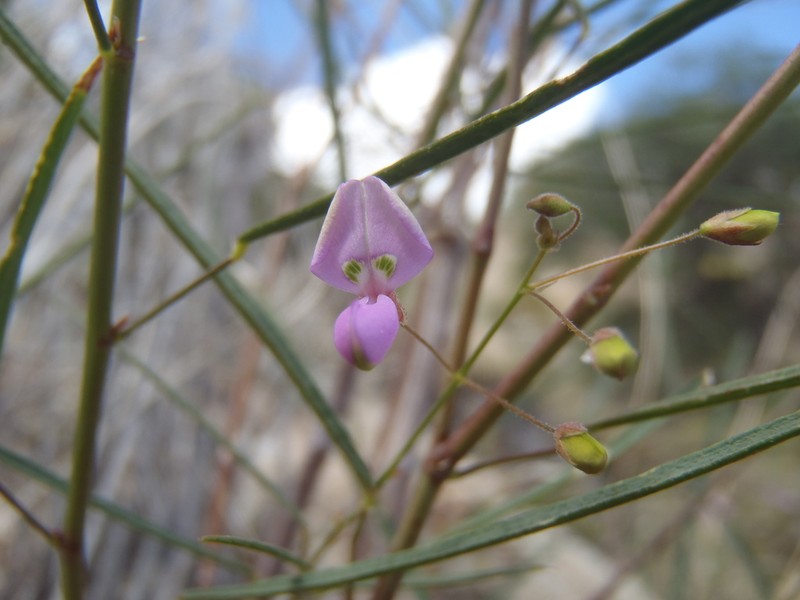 Desmodium angustifolium photo 2