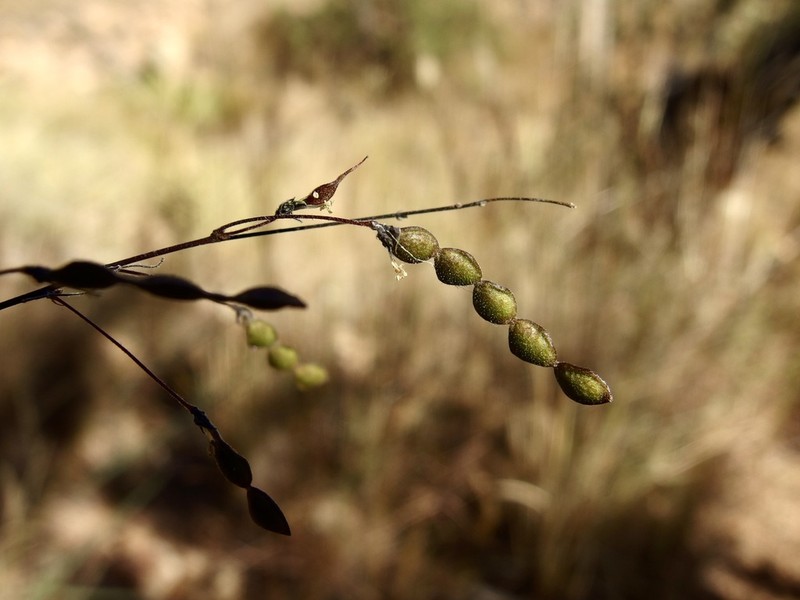 Desmodium angustifolium photo 4