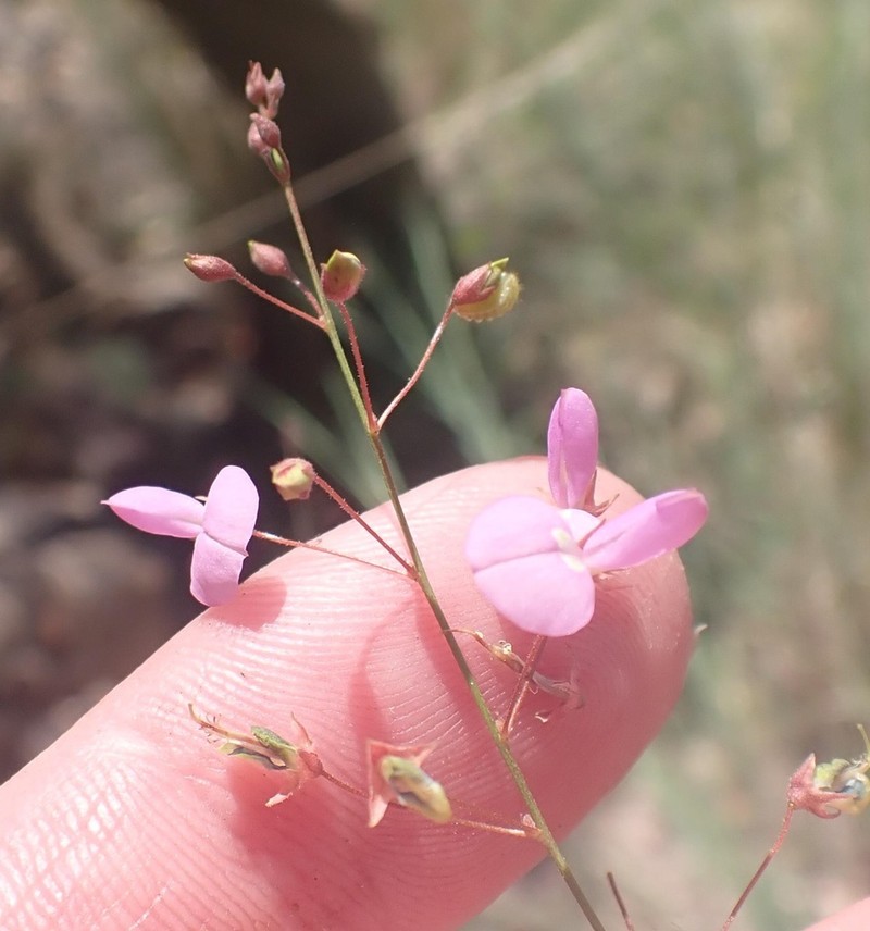 Desmodium angustifolium photo 5