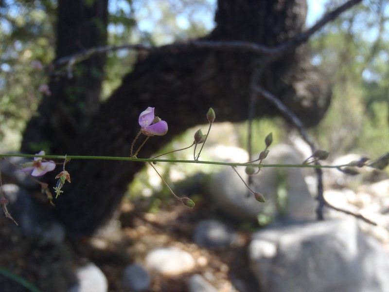 Desmodium angustifolium photo 6