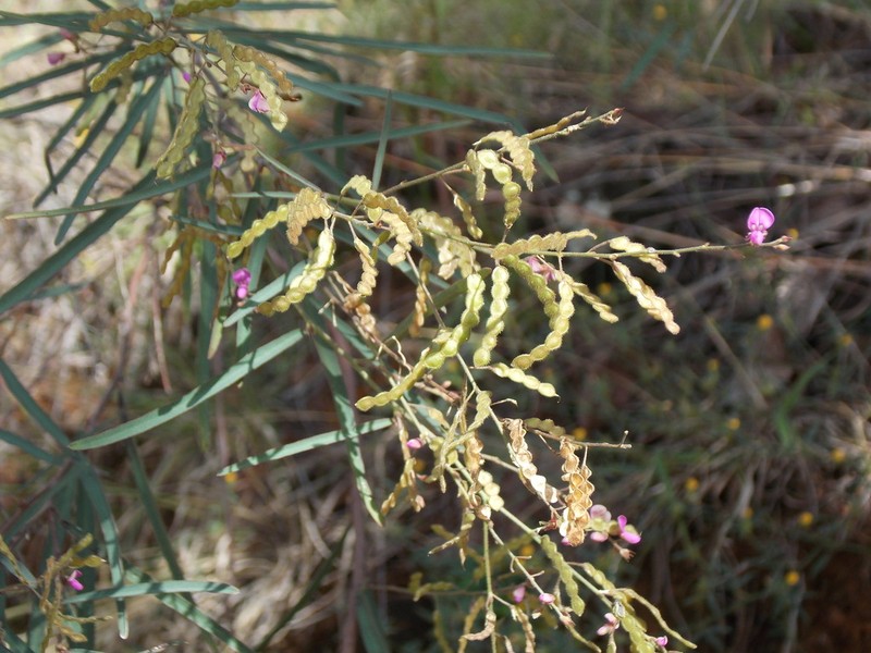 Desmodium angustifolium photo 8