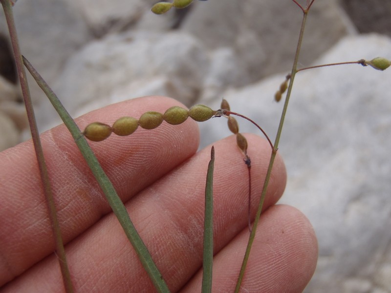 Grassleaf Ticktrefoil photo 3