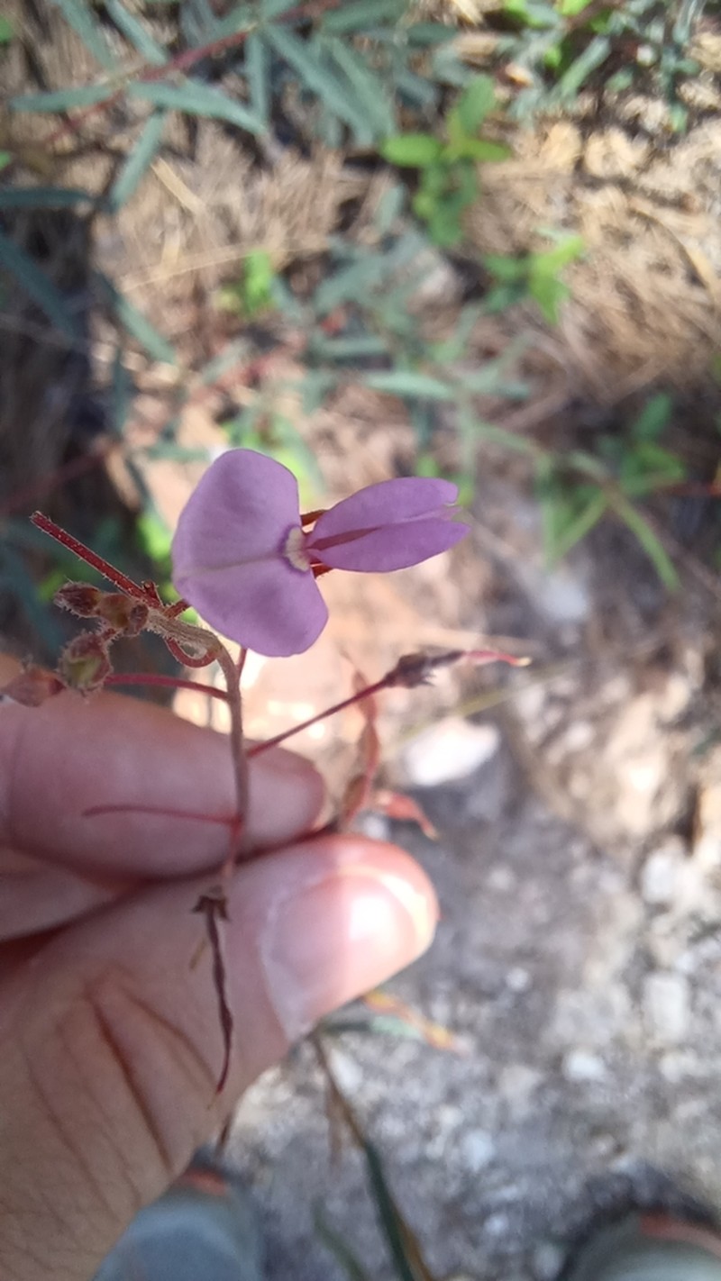 Arizona Ticktrefoil