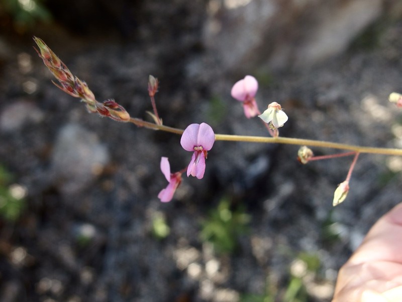 Arizona Ticktrefoil photo 2