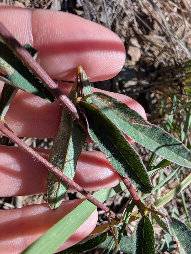 Arizona Ticktrefoil photo 3