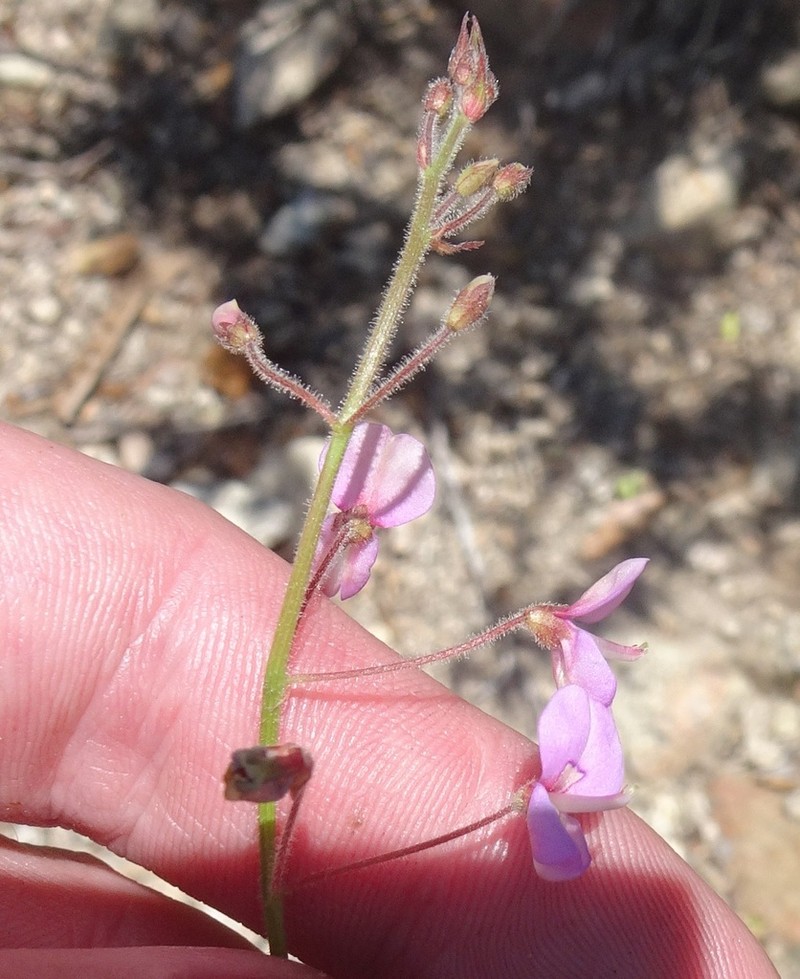 Arizona Ticktrefoil photo 4