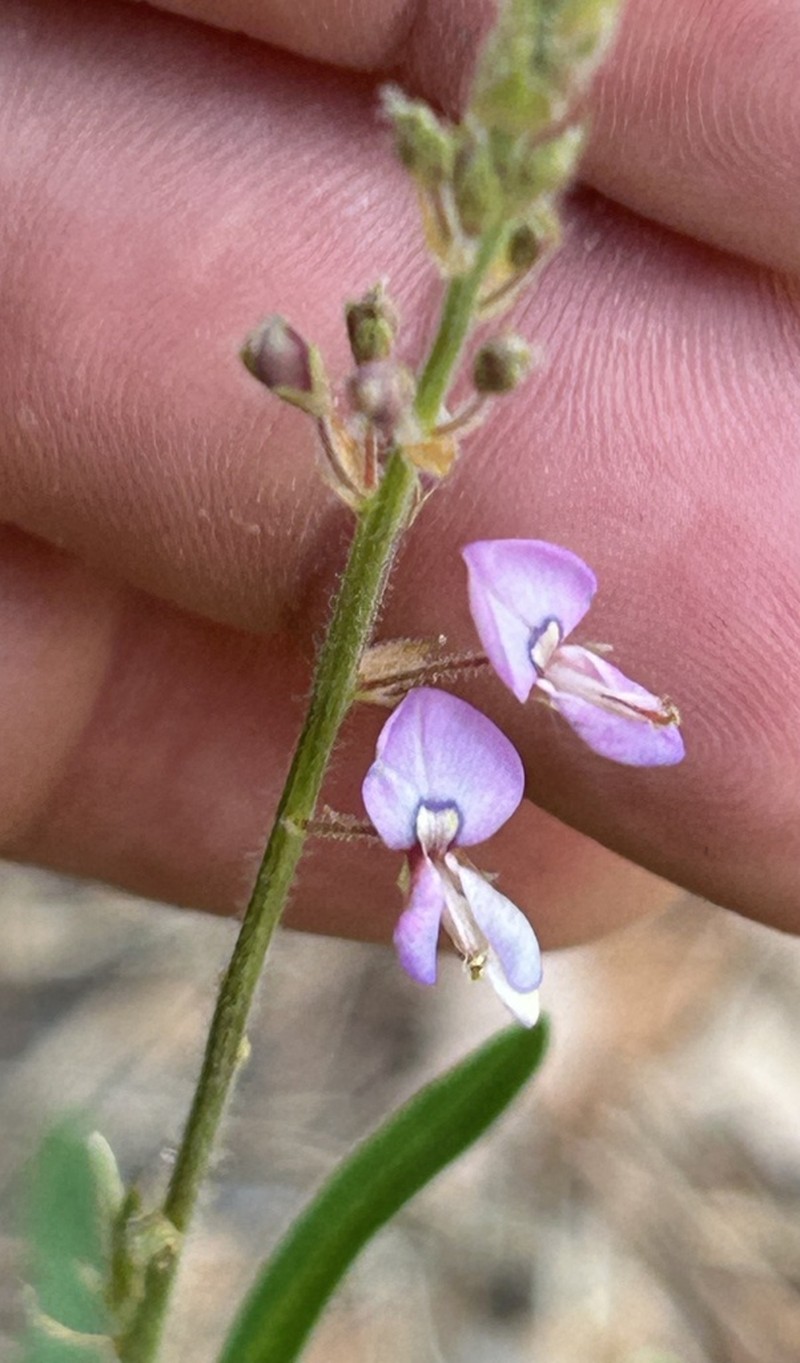 Arizona Ticktrefoil photo 5