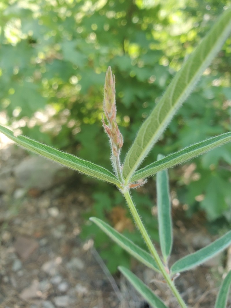Arizona Ticktrefoil photo 6