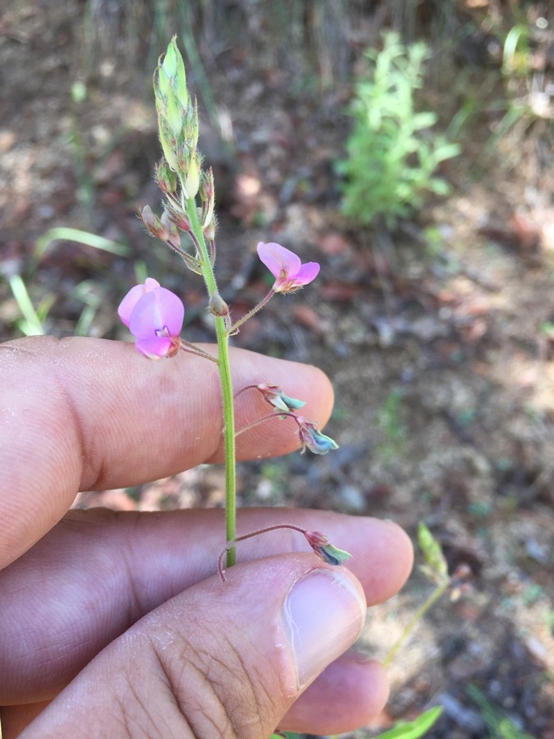 Arizona Ticktrefoil photo 8