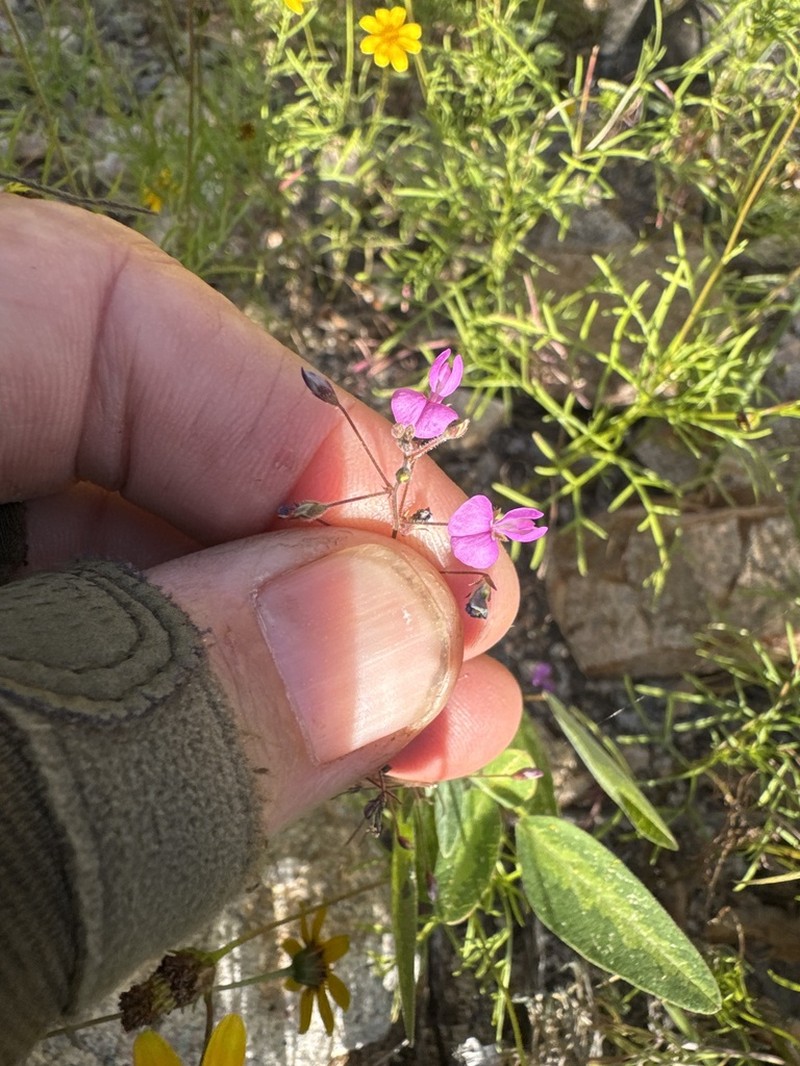 San Pedro Ticktrefoil