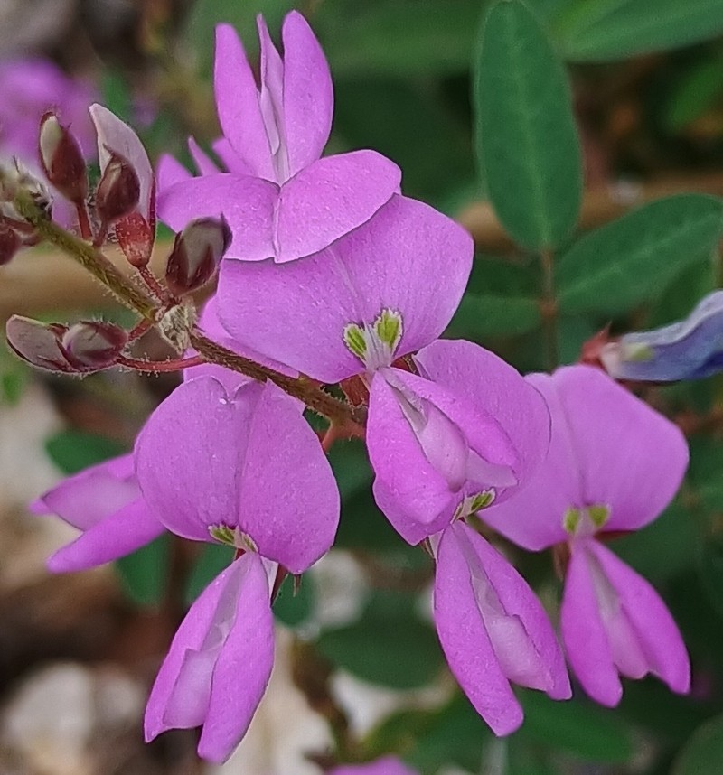 San Pedro Ticktrefoil photo 2