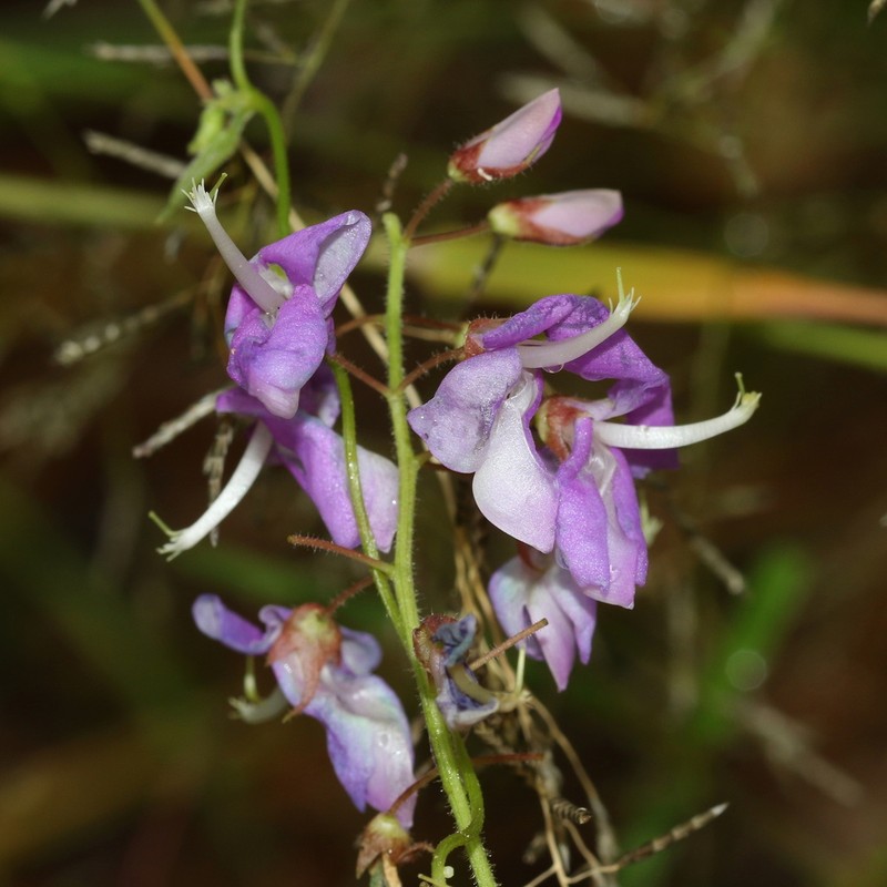 San Pedro Ticktrefoil photo 3