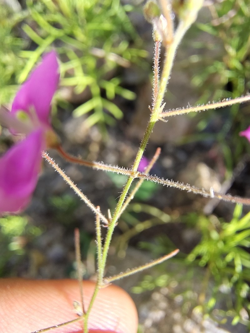 San Pedro Ticktrefoil photo 4