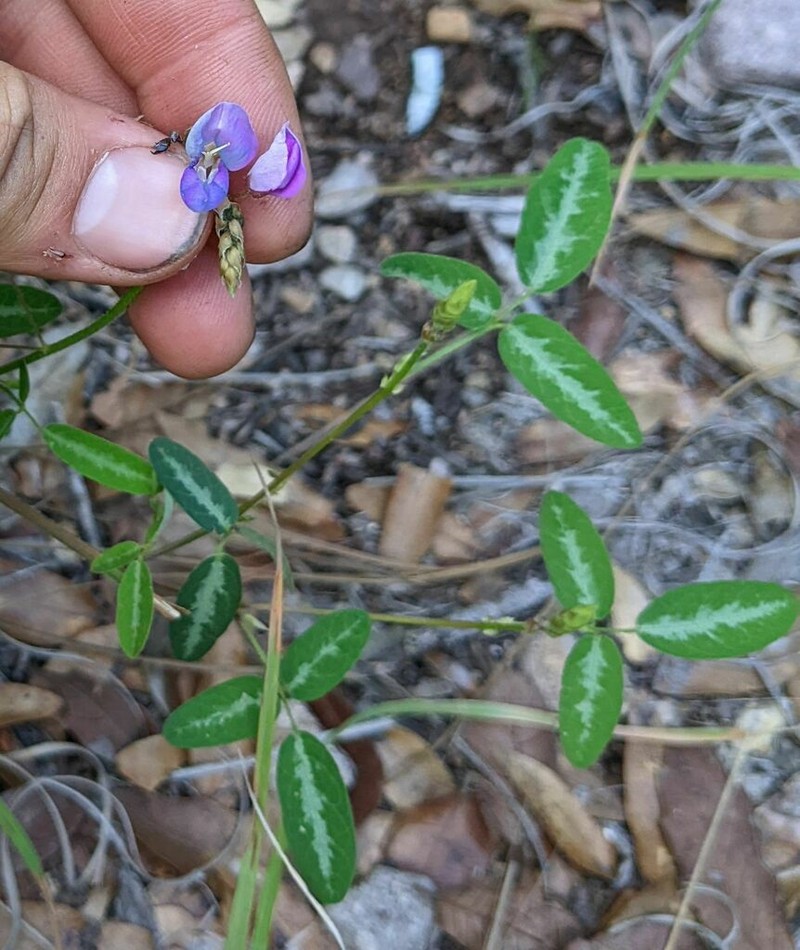San Pedro Ticktrefoil photo 5