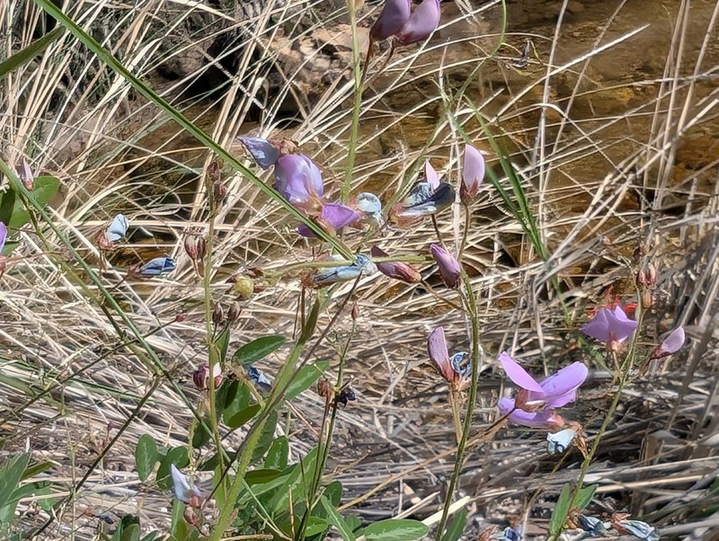 San Pedro Ticktrefoil photo 6