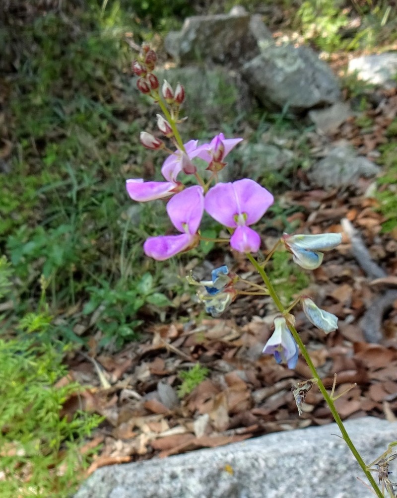San Pedro Ticktrefoil photo 7