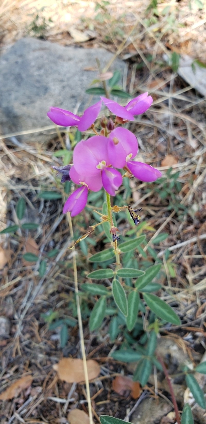 San Pedro Ticktrefoil photo 8