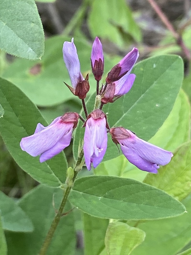 Showy Ticktrefoil