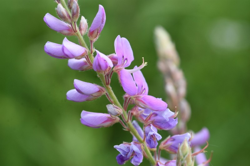 Showy Ticktrefoil photo 2