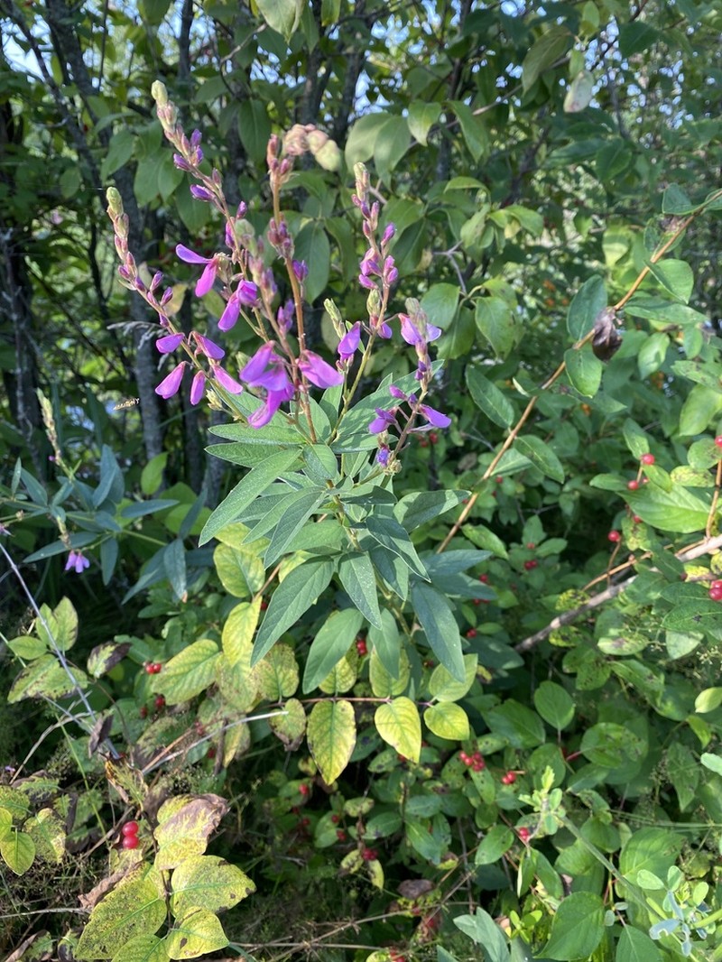 Showy Ticktrefoil photo 3