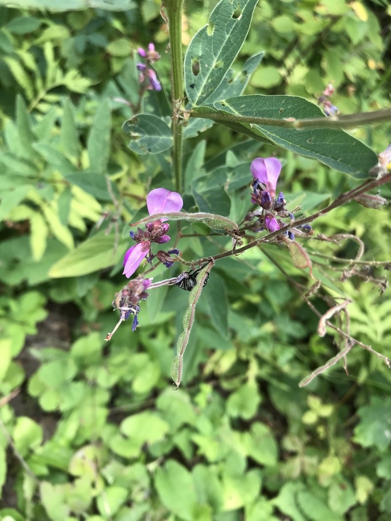 Showy Ticktrefoil photo 4