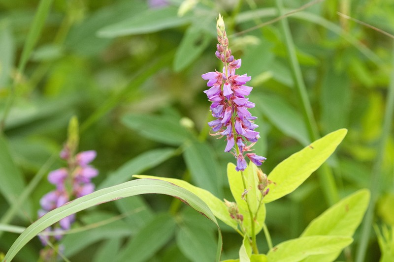 Showy Ticktrefoil photo 5