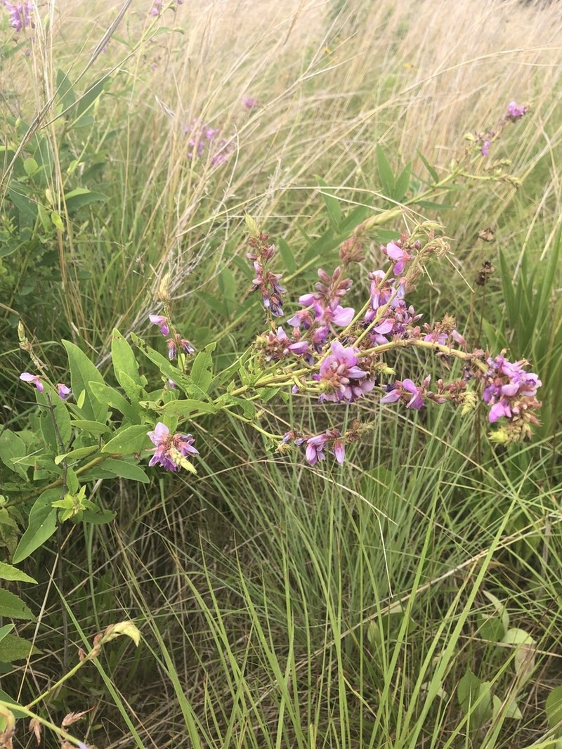 Showy Ticktrefoil photo 6