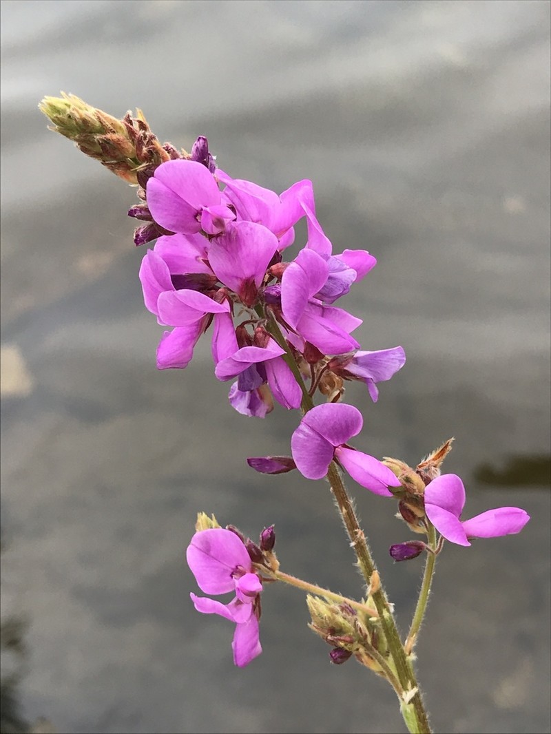 Showy Ticktrefoil photo 7