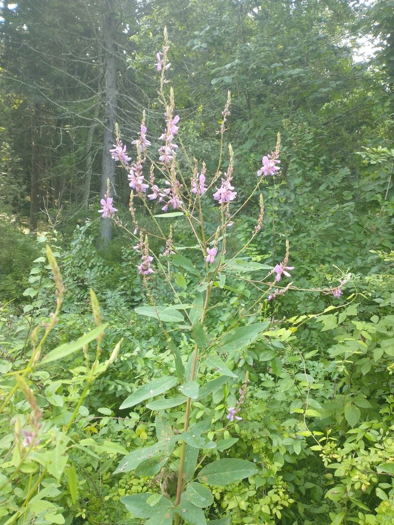 Showy Ticktrefoil photo 8