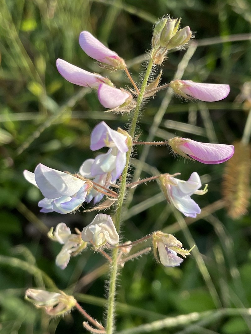 Hoary Ticktrefoil